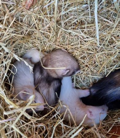 Image 3 of 4 week old male ferrets