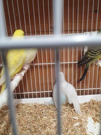Image 4 of I have 6 4 month old budgies. Good healthy youngsters from g