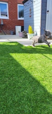 Image 26 of Adorable KC Blue Great Dane puppies READY NOW!!
