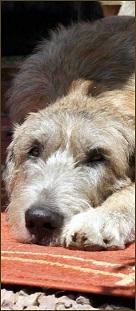 Preview of the first image of Irish Wolfhound Rehoming.