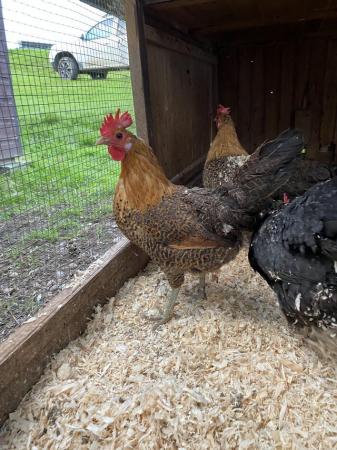 Image 2 of Laying Hens and Pullets