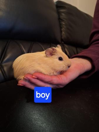 Image 1 of Baby guinea pigs for sale