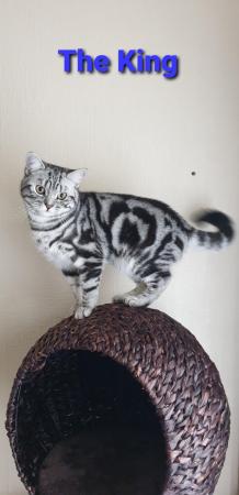 Image 4 of BSH Classic Silver Tabby