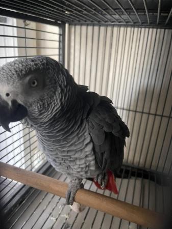 Image 2 of SOLD STC Tame Talking African Grey Parrots