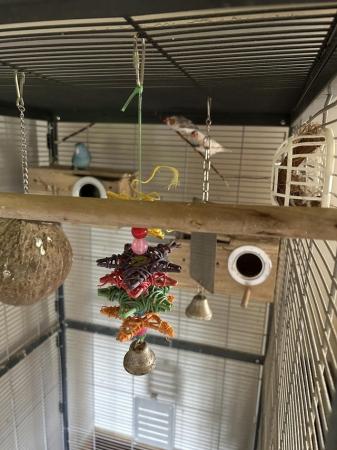 Image 1 of Parrolets and zebra finches