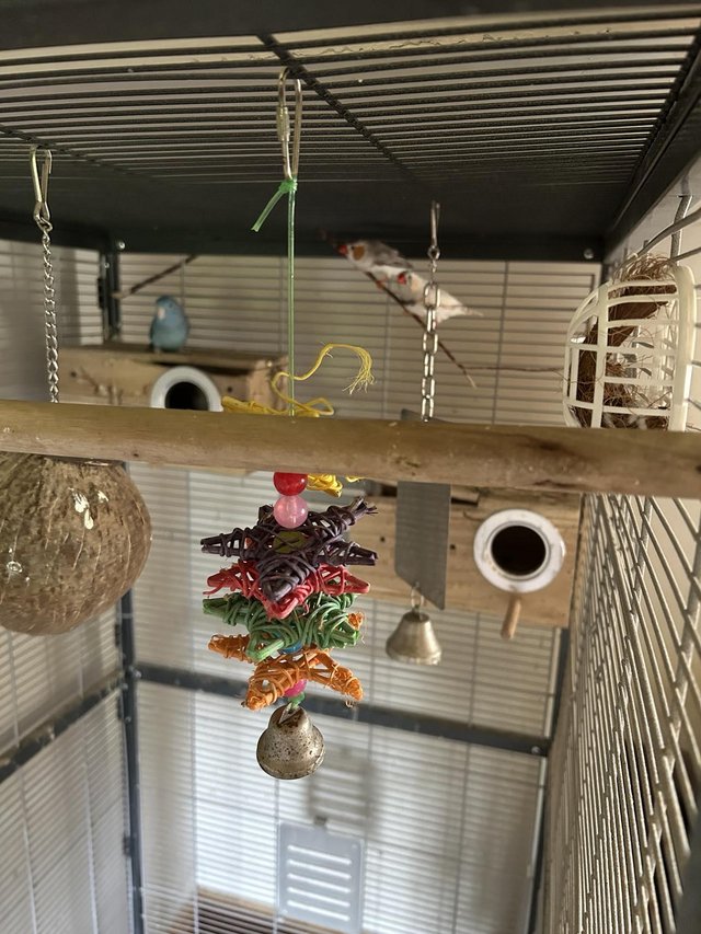 Preview of the first image of Parrolets and zebra finches.