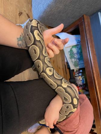 Image 3 of Royal Python - adult female