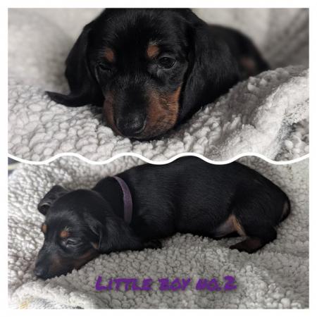 Image 3 of Beautiful black & tan smooth haired standard Dachshund