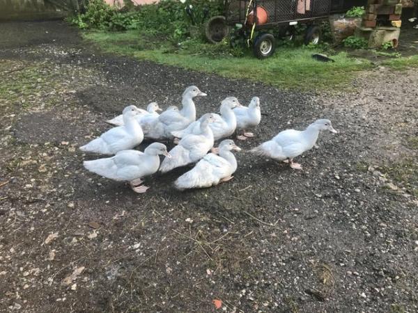 Image 1 of Muscovy ducklings pale grey