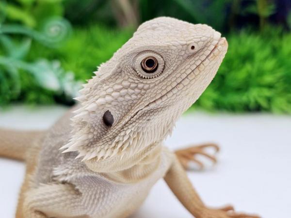 Image 2 of Various zero bearded dragons males and females