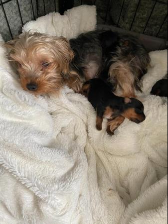 Image 2 of Ready NOW! Toy Yorkshire Terrier Puppies Yorkies For Sale