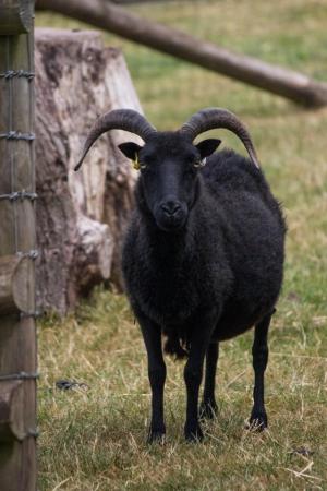 Image 1 of 2 Hebridean Ewes Looking for their pet home