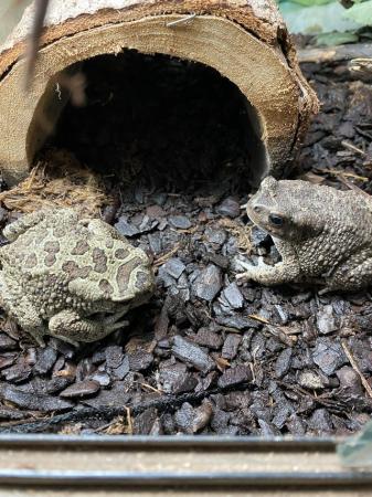 Image 4 of Berber toad Pair £60 Each or £110 Pair
