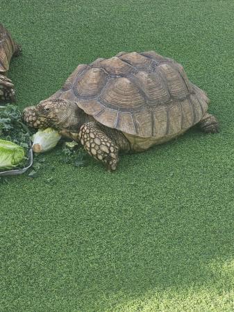 Image 3 of Adult Sulcata tortoises (breeding trio)