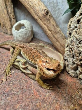 Image 5 of Bearded dragon and full set up
