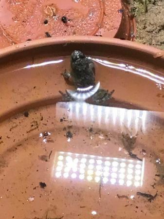 Image 6 of Yellow bellied toads for sale