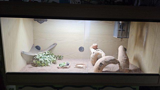 Image 4 of Sandflame red and yellow bearded dragon with full setup
