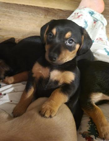 Image 3 of REDUCED! Dachshund cross puppies looking for forever homes