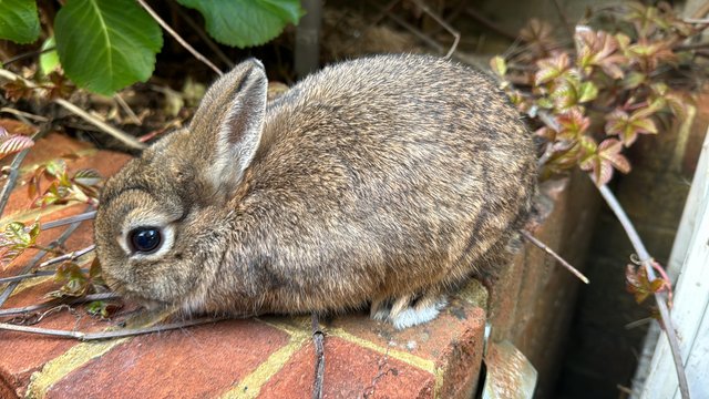 Image 2 of 1x Baby Male Netherland Dwarf desperate for a home