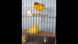Image 4 of ****Border canary pairs for sale