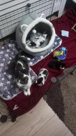 Image 3 of Black female,white and black male kittens,£25 each or £50 bo