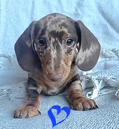 Image 25 of Quality bred Miniature Dachshunds 2 boys 1 girl for sale