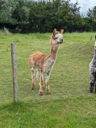 Image 3 of 5 year old Huacaya male alpaca for sale