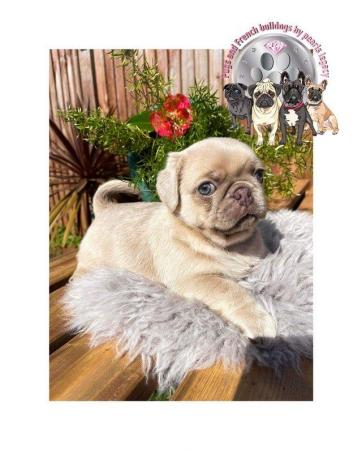 Image 12 of Kc pug puppies ( rare chocolate and blues )