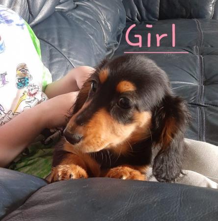 Image 21 of Long haired miniture dachshund pups.