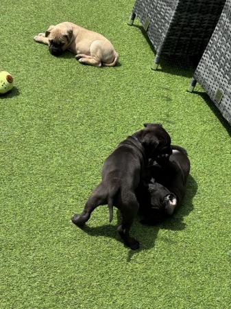 Image 6 of 11 weeks old chunky cane corso pups