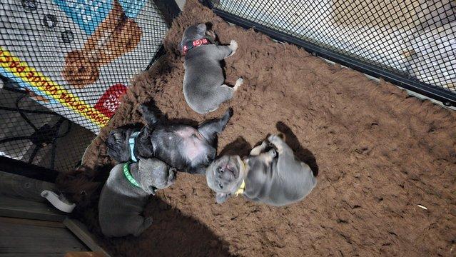 Image 3 of French bulldog puppies 2 girls 1 boy