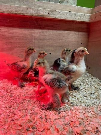 Image 1 of Brahma chickens, hatching eggs and chicks available!
