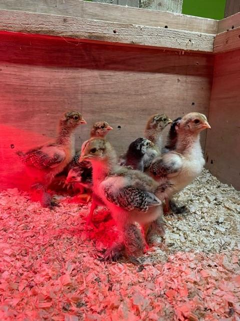 Preview of the first image of Brahma chickens, hatching eggs and chicks available!.
