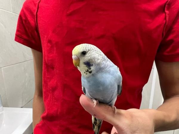 Image 5 of Super hand Tamed Baby Budgies for sale