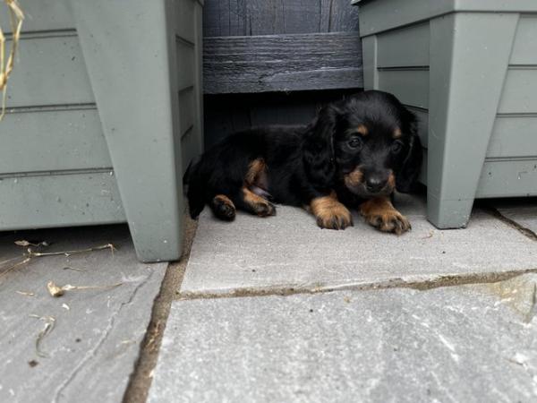 Image 10 of Long Haired Miniature Dachshunds