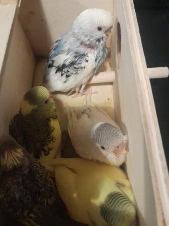 Image 4 of Baby budgies for sale, various colours available,  males an,