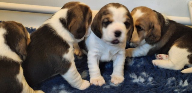 Image 25 of 2 BEAUTIFUL (KC REGISTERED) BEAGLE PUPPIES