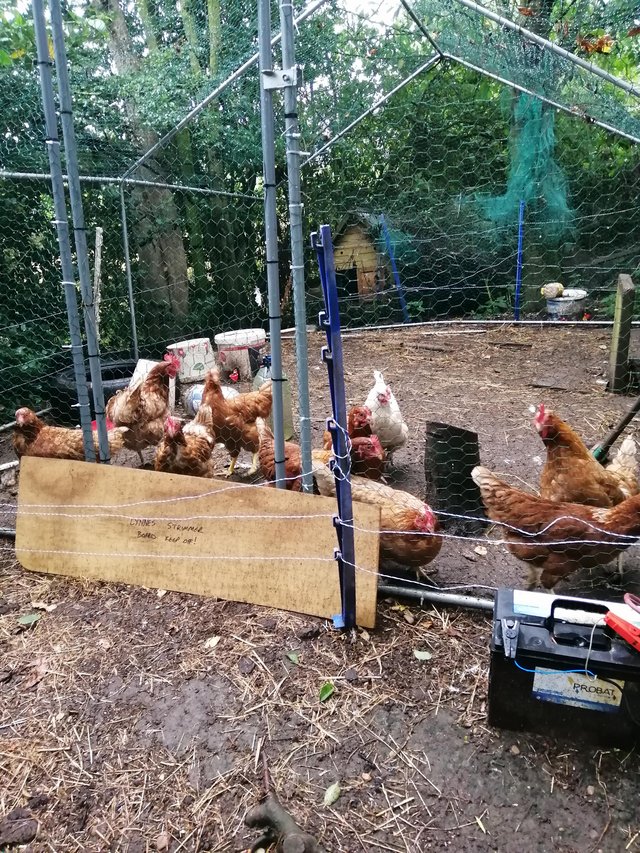 Preview of the first image of Looking for hens to re-home.
