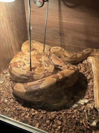 Image 4 of Male& female boa constrictor adults breeding pair