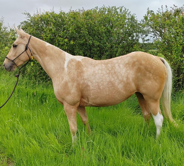 Preview of the first image of Stunning 9 year old QH x paint palomino tobiano mare.
