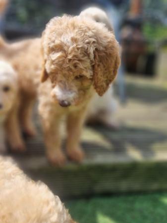 Image 18 of Ready to leave now. Goldendoodle puppies