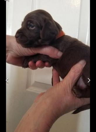 Image 21 of Smooth dachshund puppies