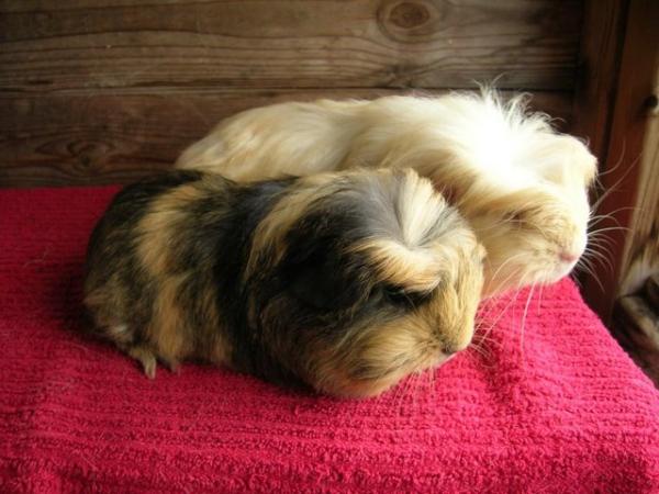 Image 2 of Beautiful bonded pair of baby guinea pig boys