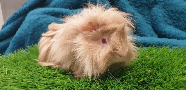 Image 7 of Selection of lovely Male (Boars) Guinea Pigs for Sale