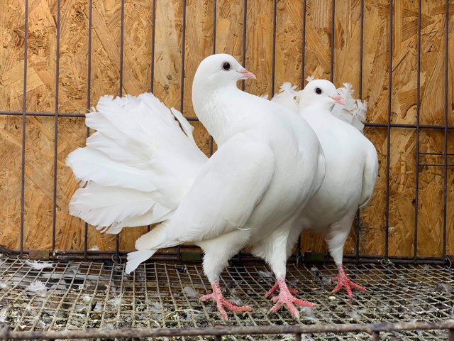 Preview of the first image of PURE WHITE ENGLISH GARDEN FANTAIL DOVES.