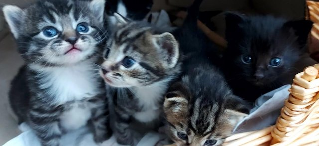 Image 9 of Beautiful Well-handled Kittens: Tabby,Black, White