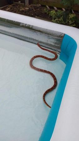 Image 2 of Adult Corn Snakes Rehome - £20 each