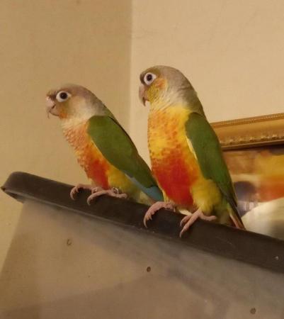 Image 5 of Unsexed pair pineapple conure parrots