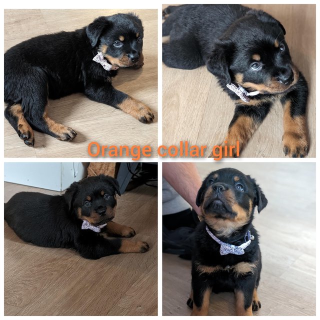 Preview of the first image of Outstanding chunky rottweiler puppys.