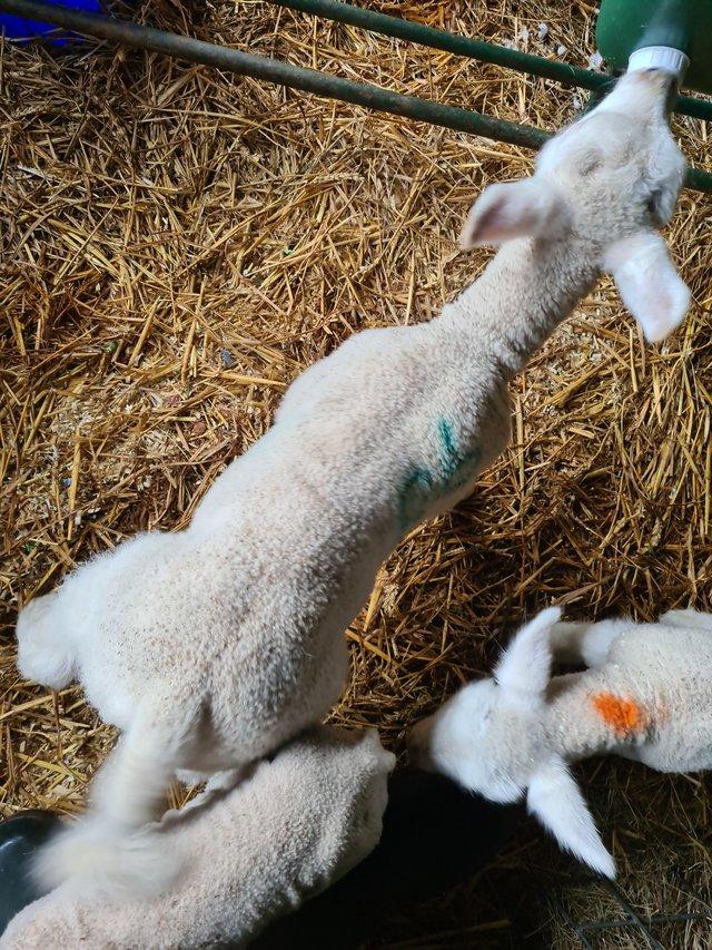 Preview of the first image of CADE BOTTLE FED FED LAMBS 5 WEEKS TEXEL, SUFFOLK.